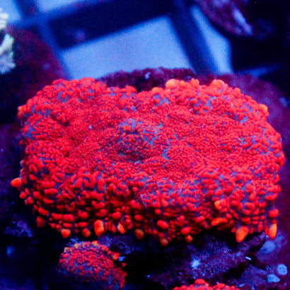 JC Red Rise Rhodactis Mushroom