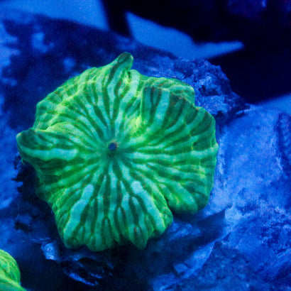 JC Watermelon Ring Mushroom