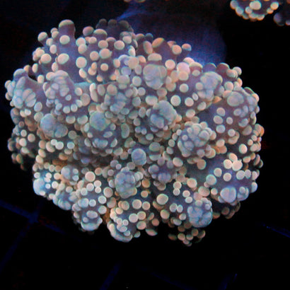 JC Peach Tip Octo