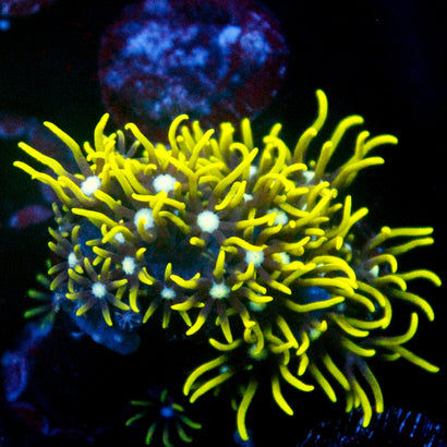 JC GSP