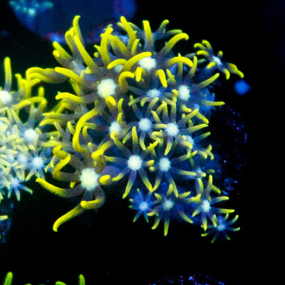 JC Star Polyp