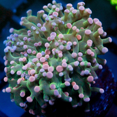 JC Cotton Candy Octo