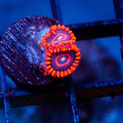 Red Hornet Zoanthid
