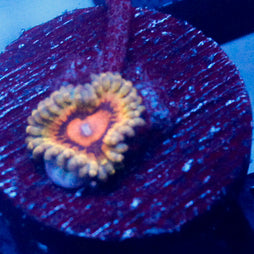 Blue Seam Zoanthid