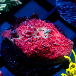 JC Red Carpet Chalice