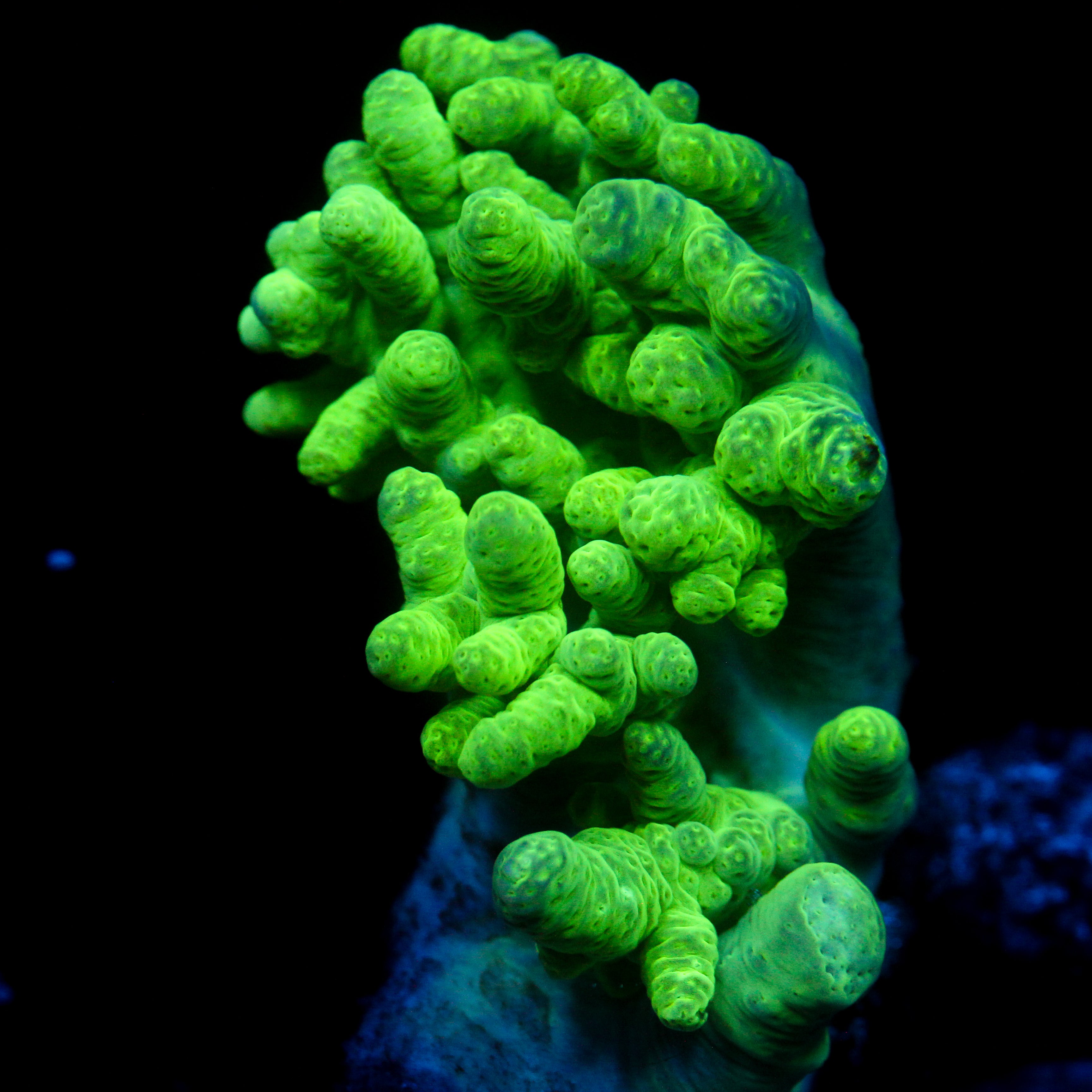JC Neon Green Sinularia Chunky