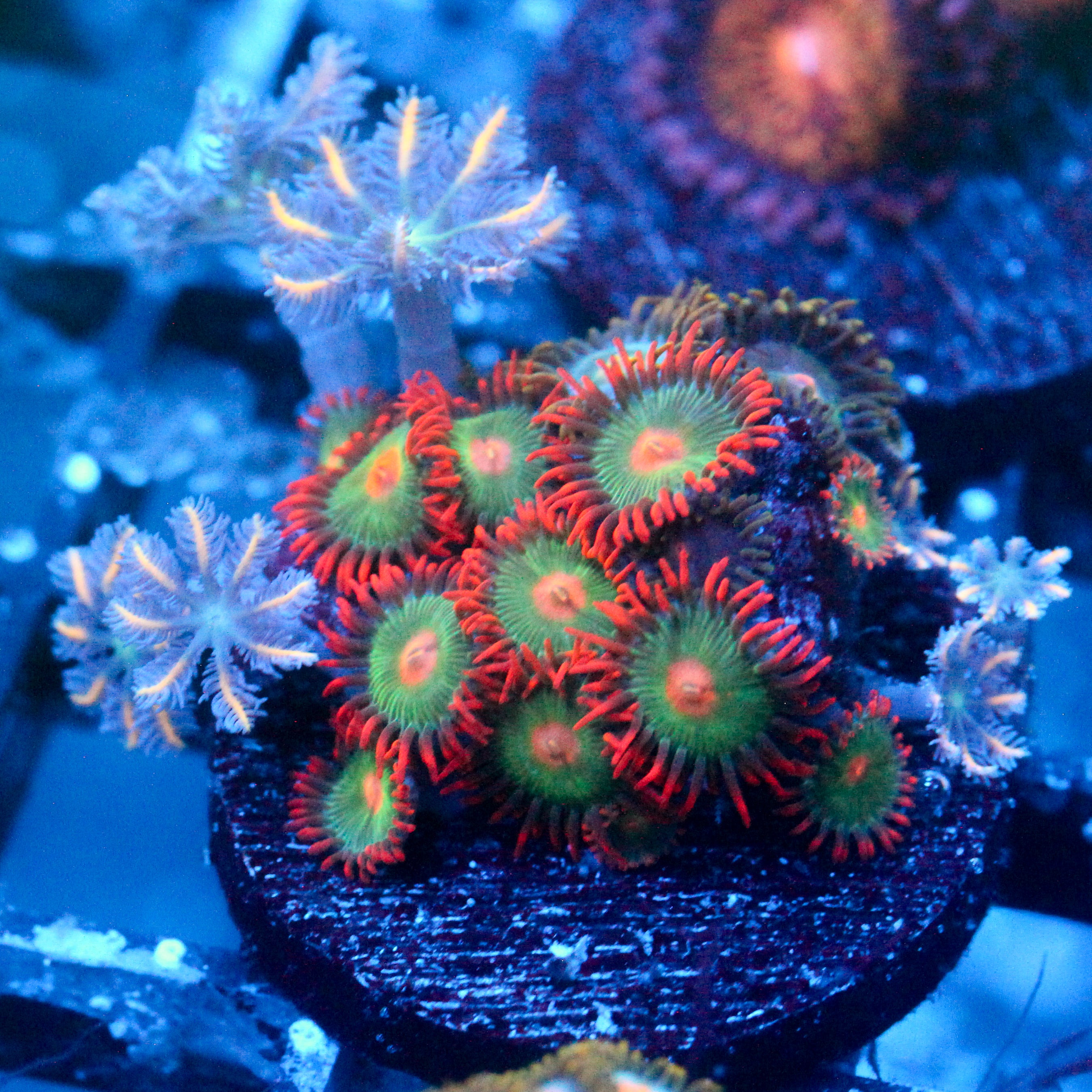 JC Gatorade Zoanthids