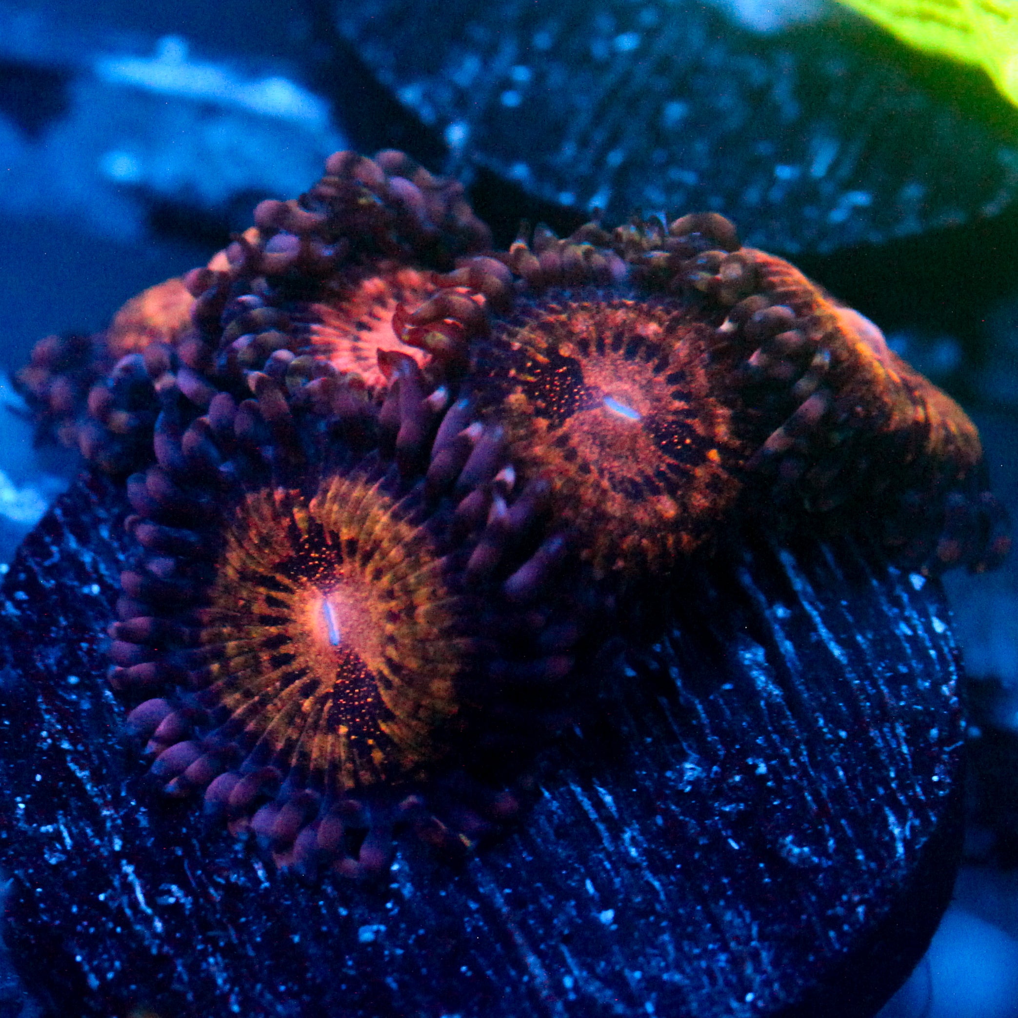 JC Speckled Kraze Zoanthid