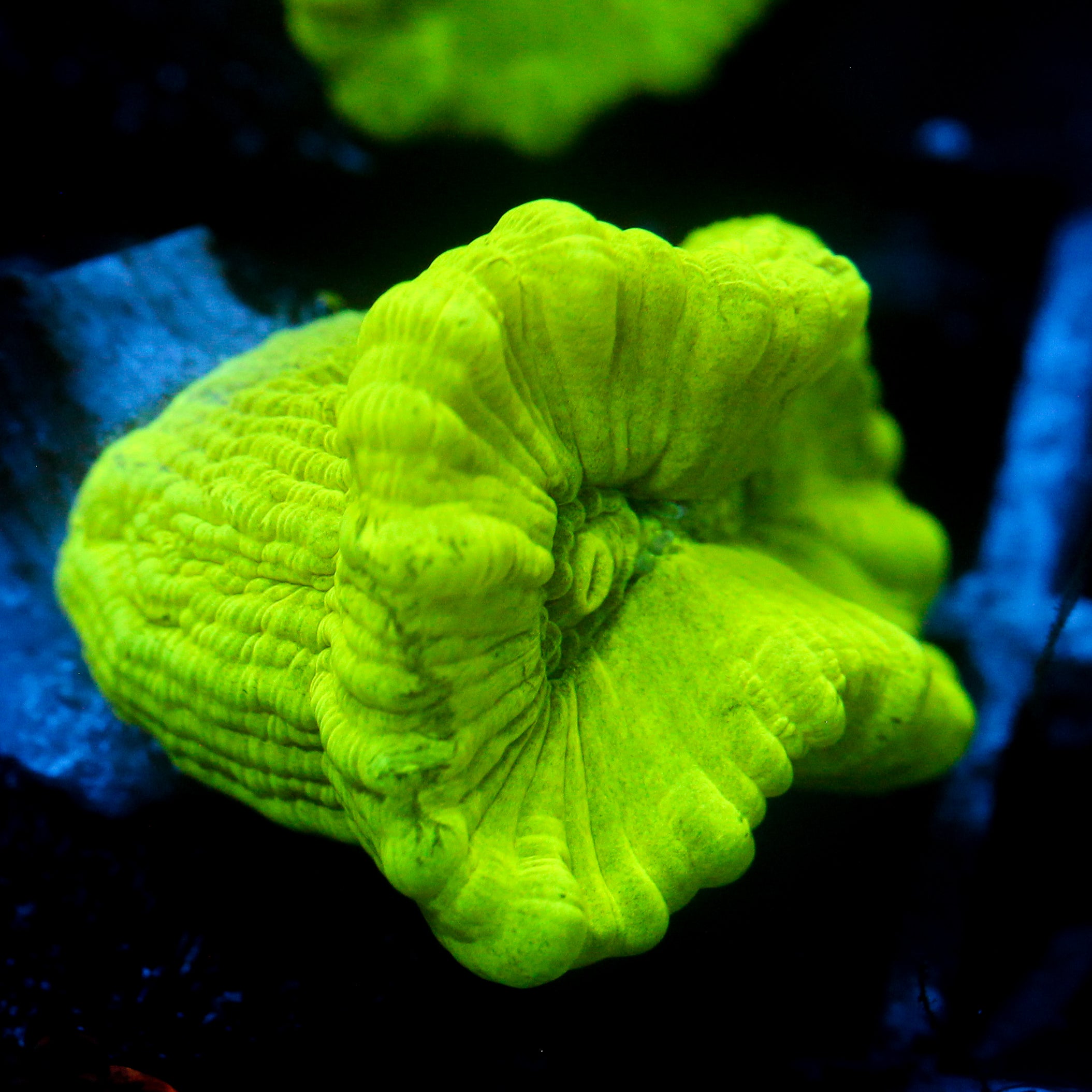 JC Neon Green Trumpet