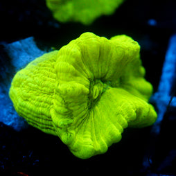 JC Neon Green Trumpet