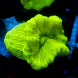 JC Neon Green Trumpet