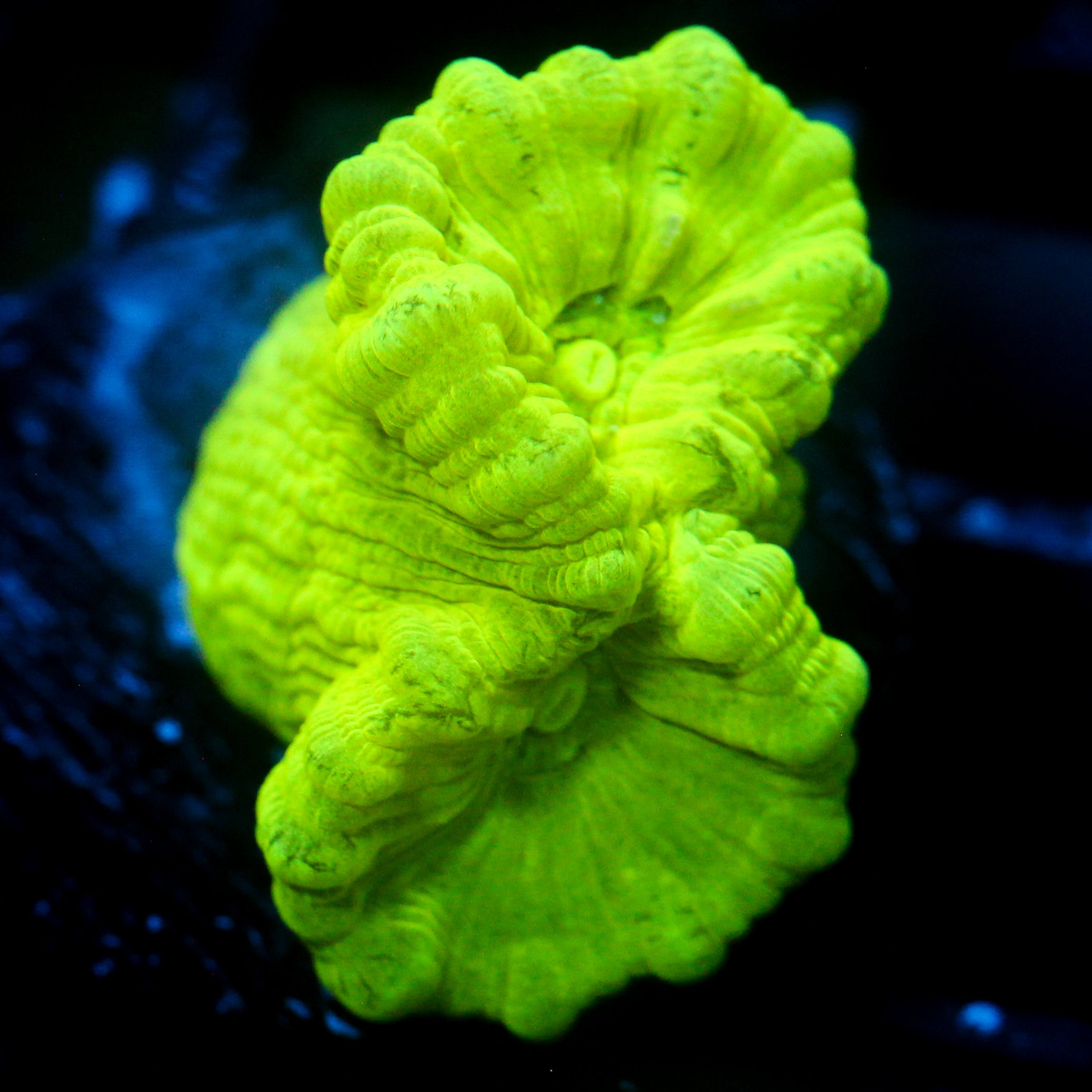 JC Neon Green Trumpet