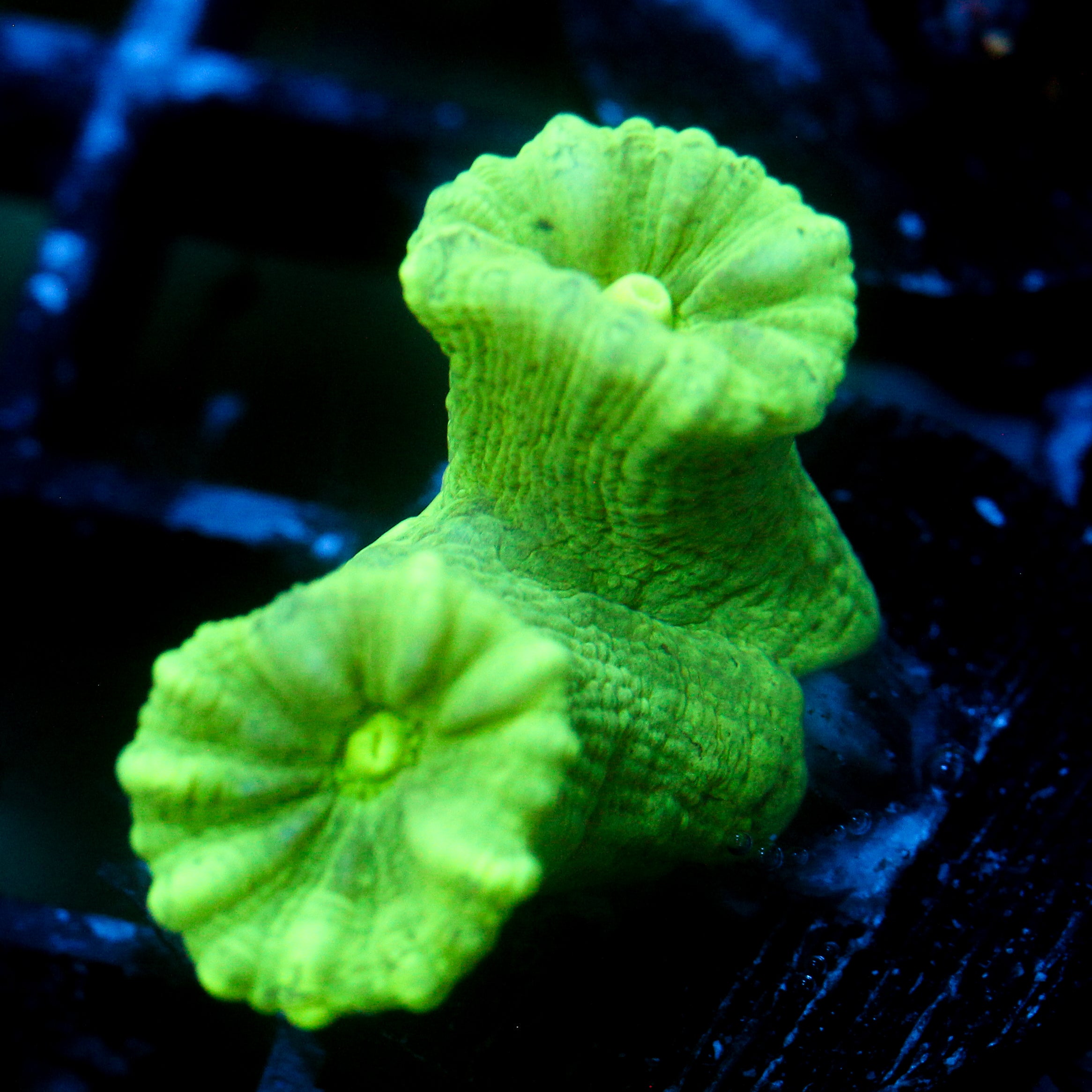 JC Neon Trumpet Coral