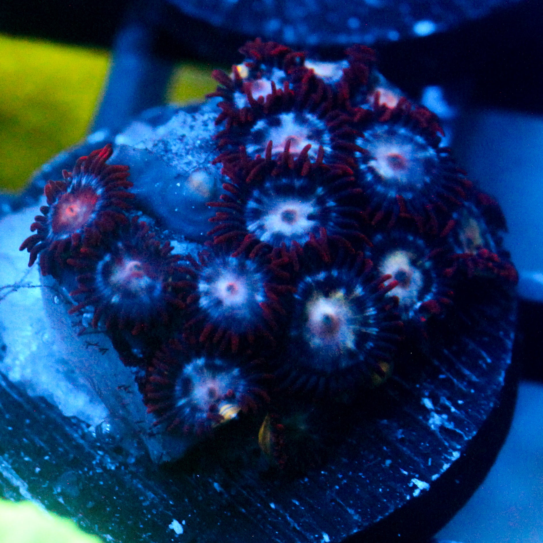 JC Darkness Zoanthid
