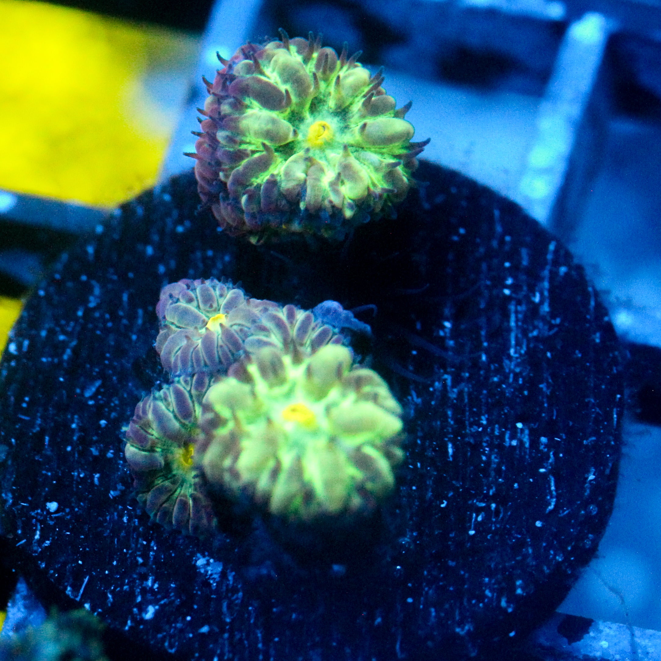 JC Hyper Glow Blasto Merletti