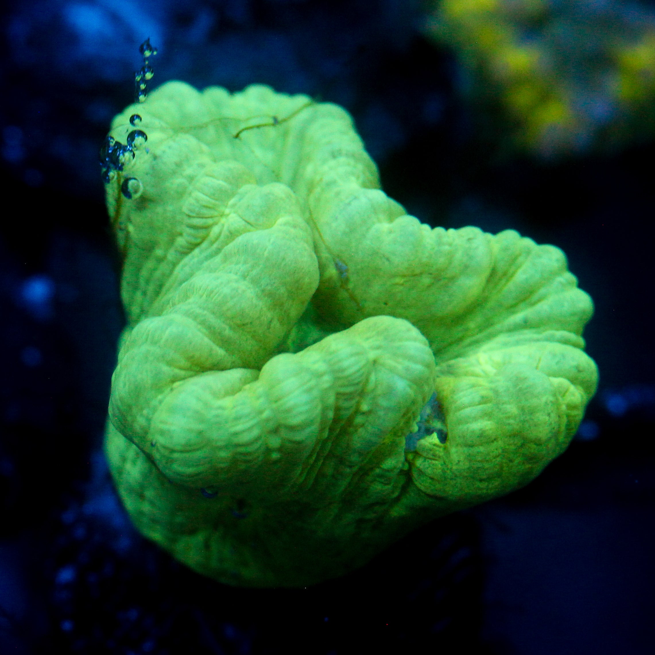 JC Neon Trumpet Coral