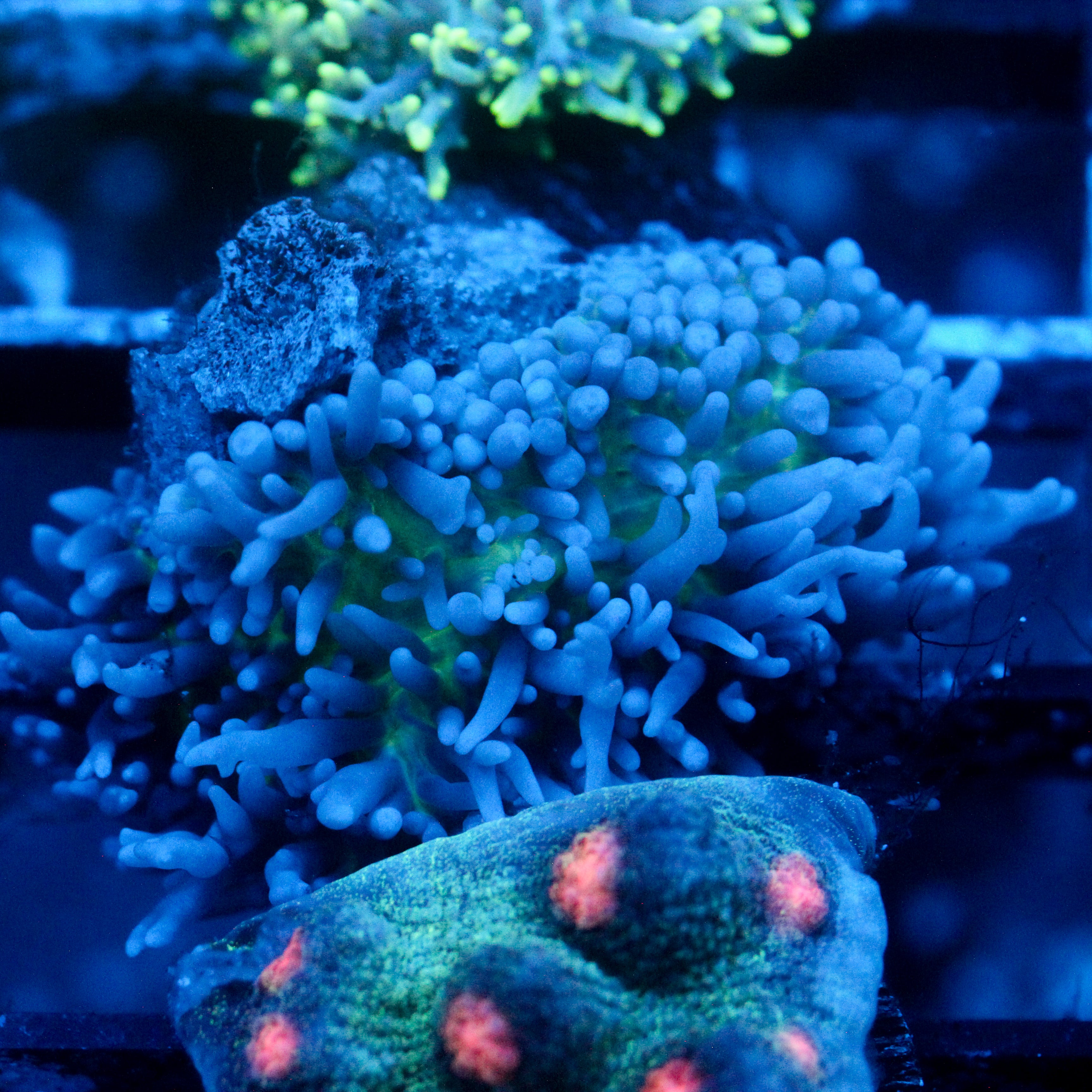 JC Fuzzy Mushroom