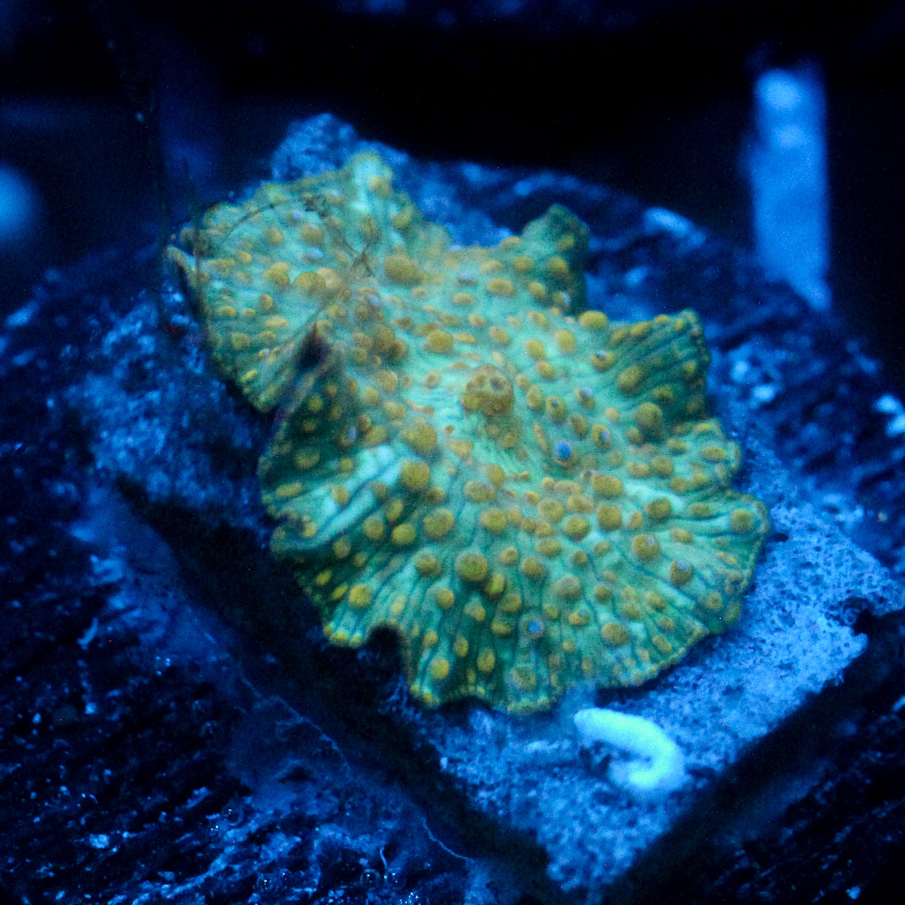 JC Firefly Discosoma
