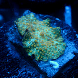 JC Firefly Discosoma