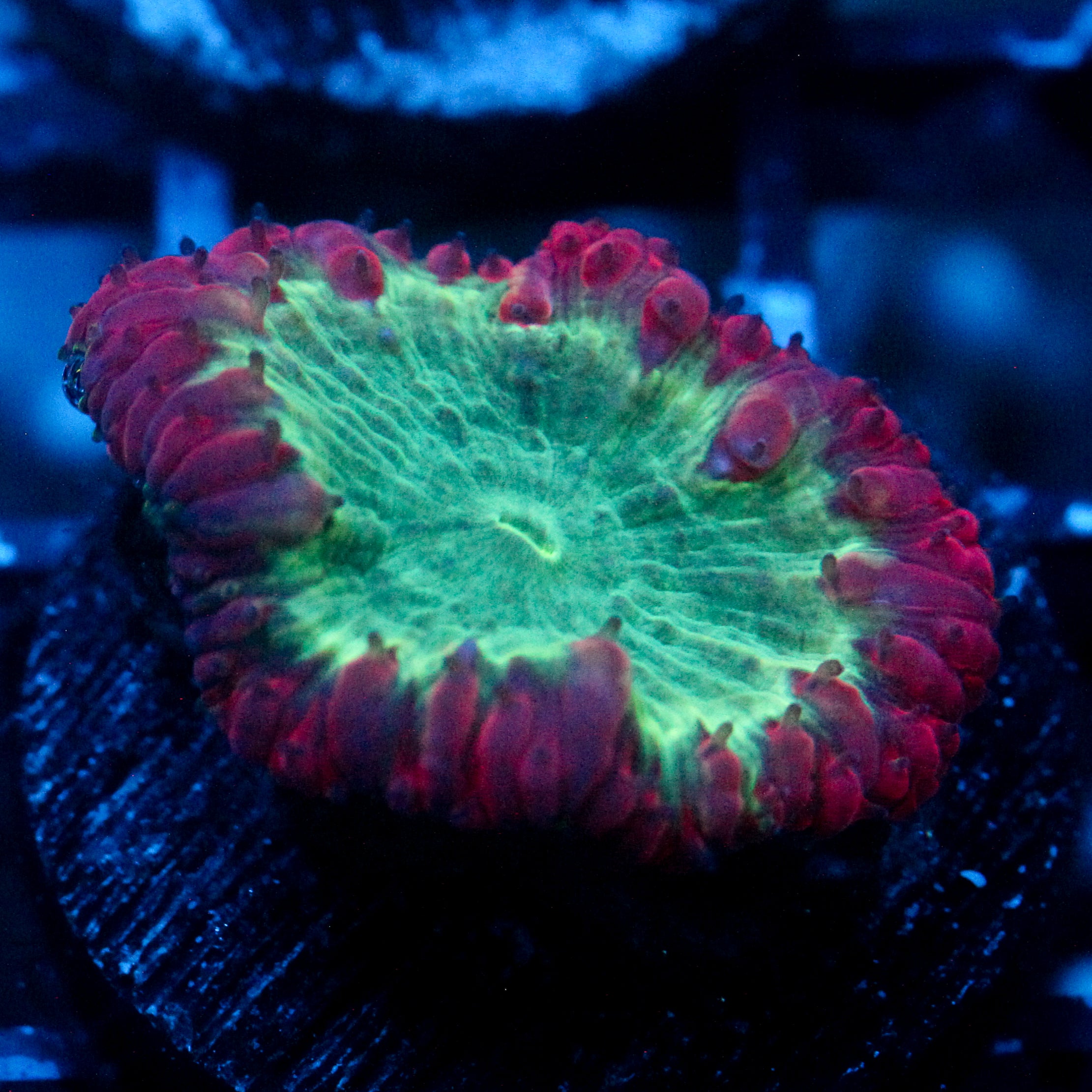 JC Crimson Kraze Blasto