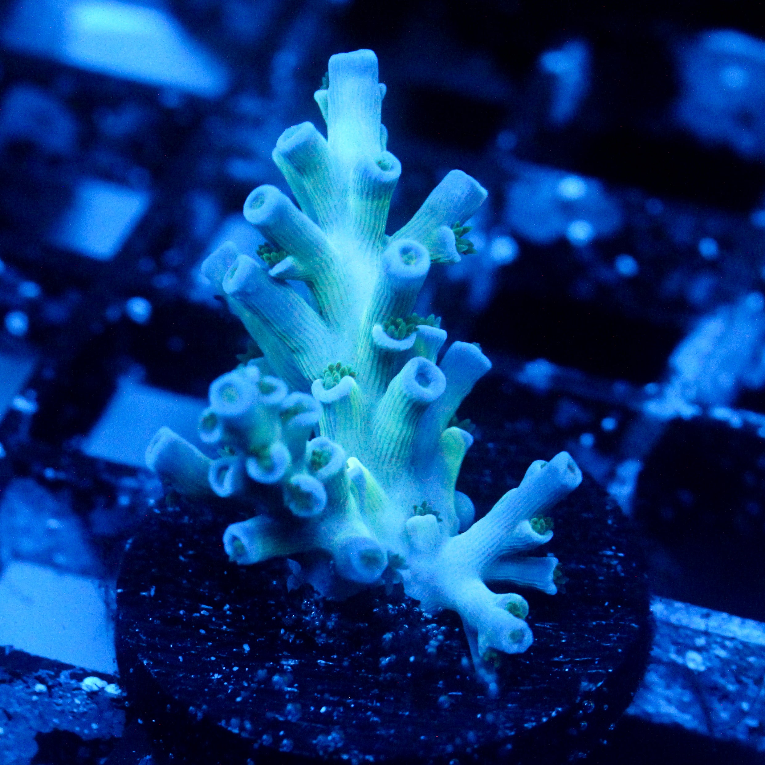 JC Frozen Growth Acro