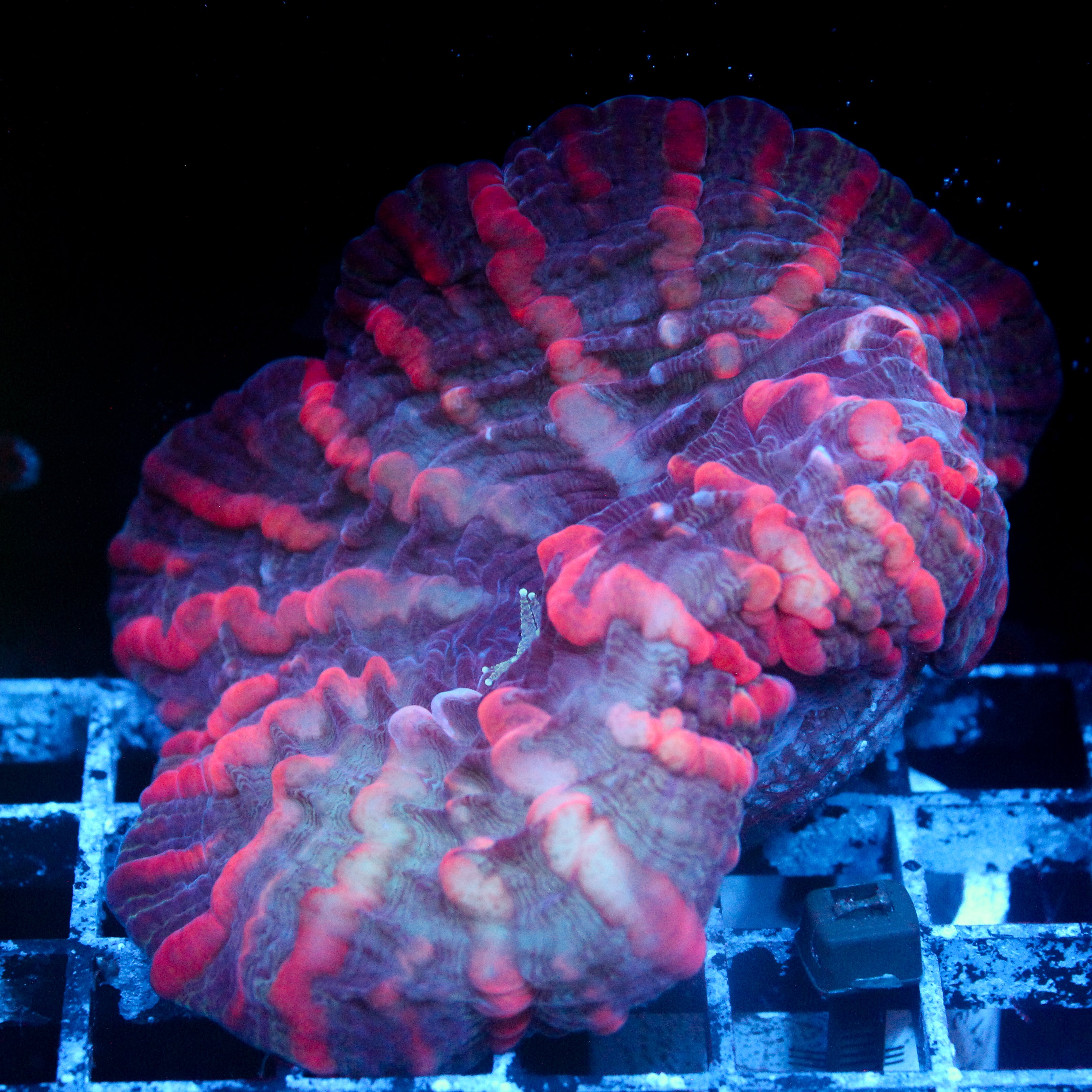 JC Matter Gobbler Indophyllia