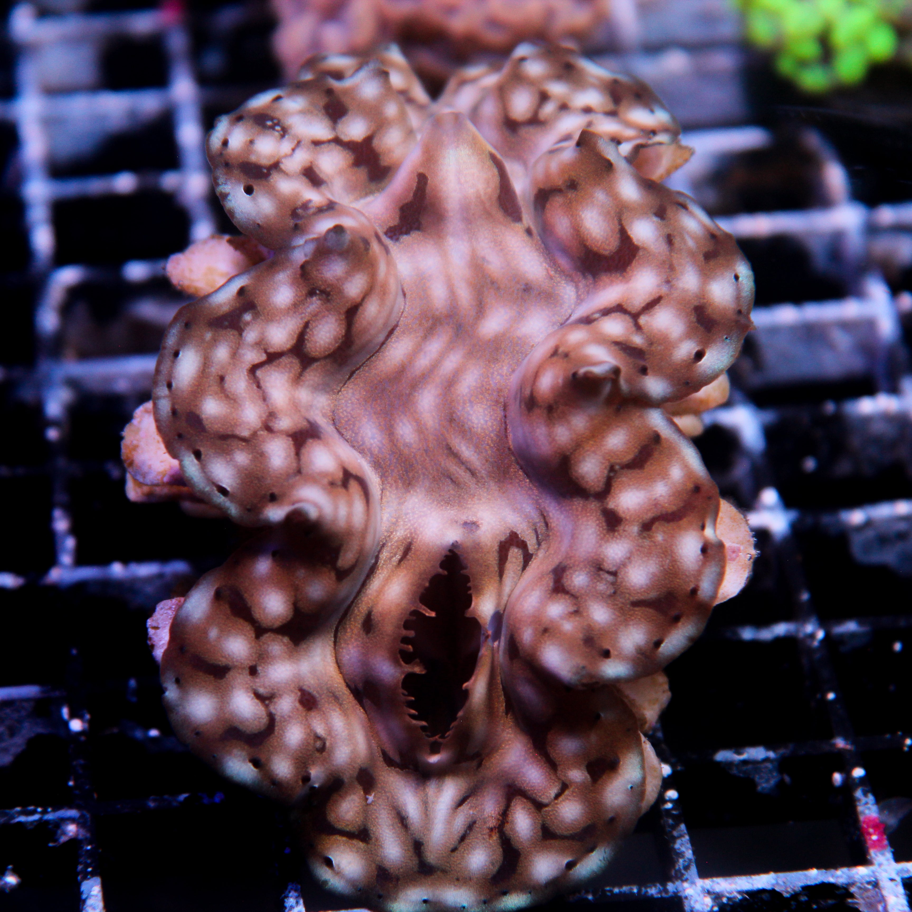 JC Biota Squamosa