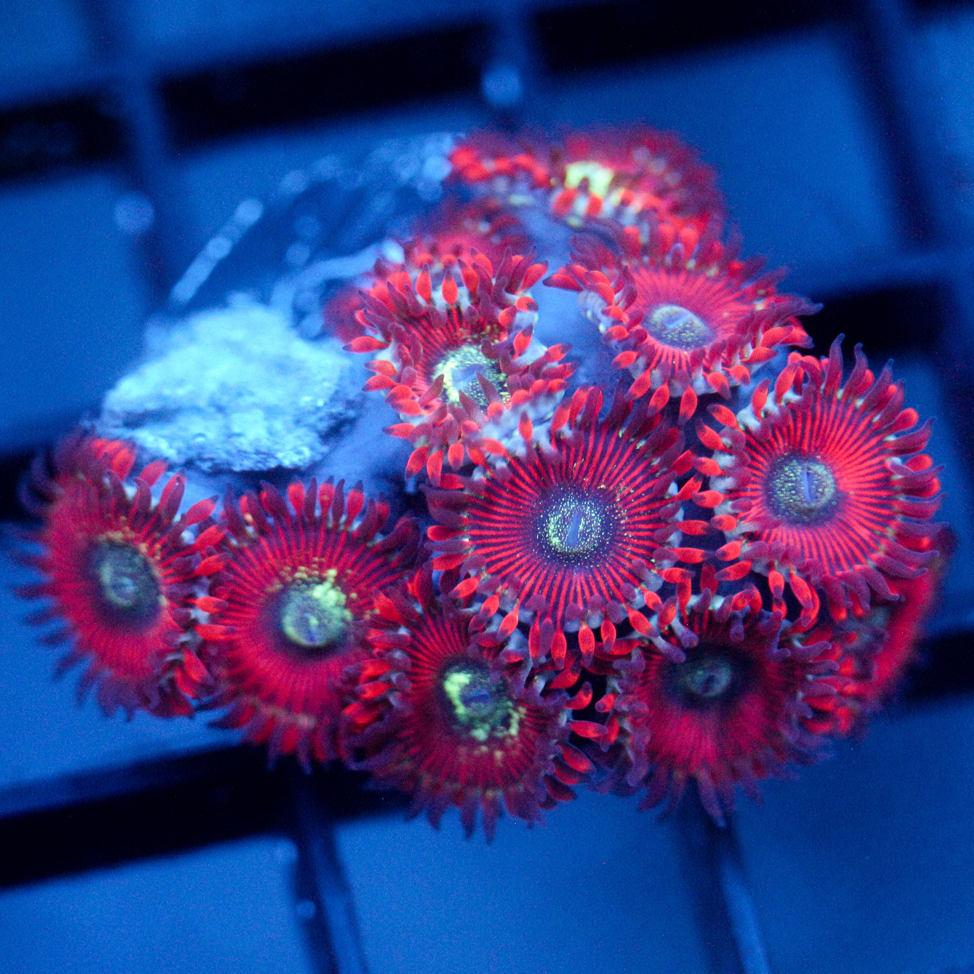 JC Magician's Zoanthid