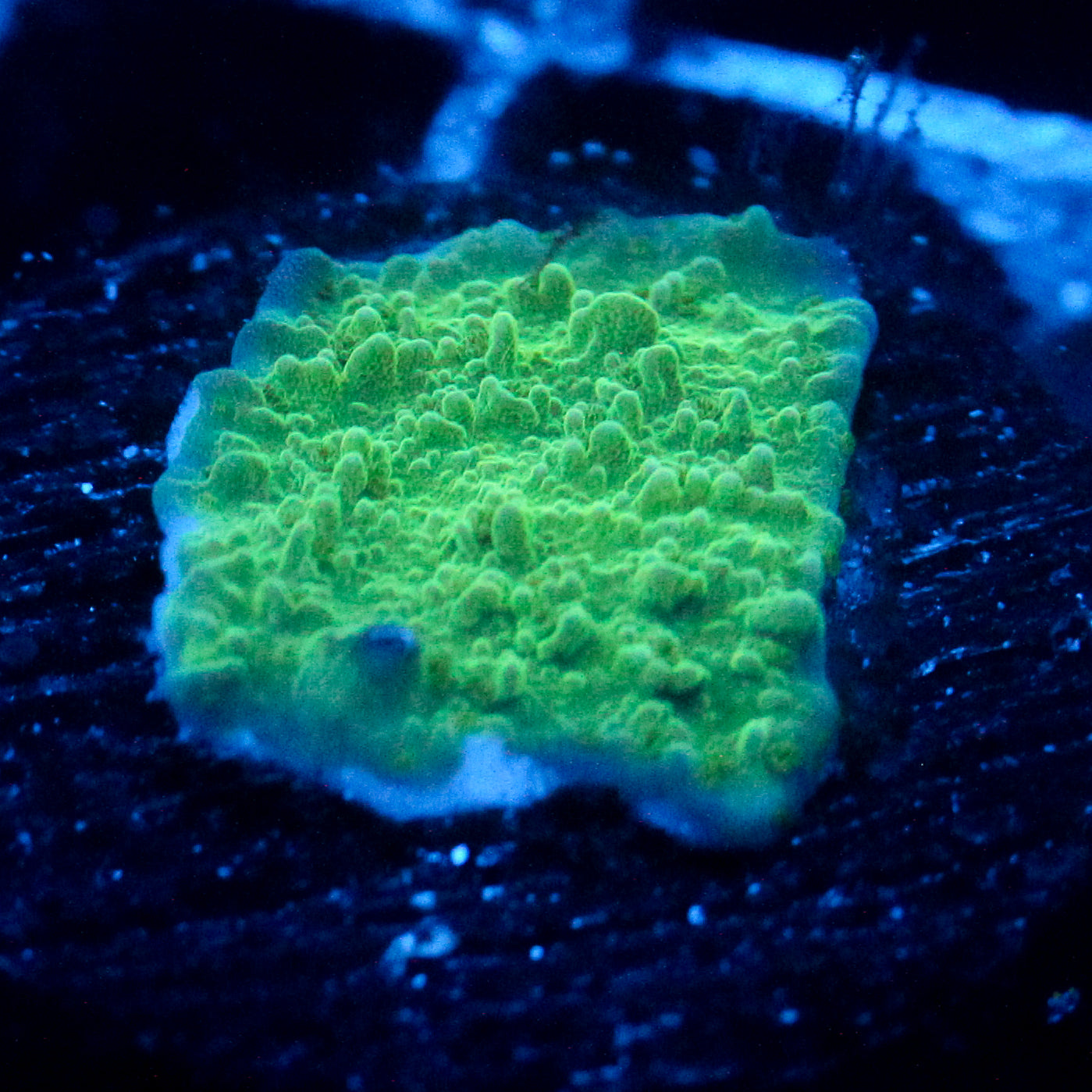 JC Mossy Lakes Cap Monti
