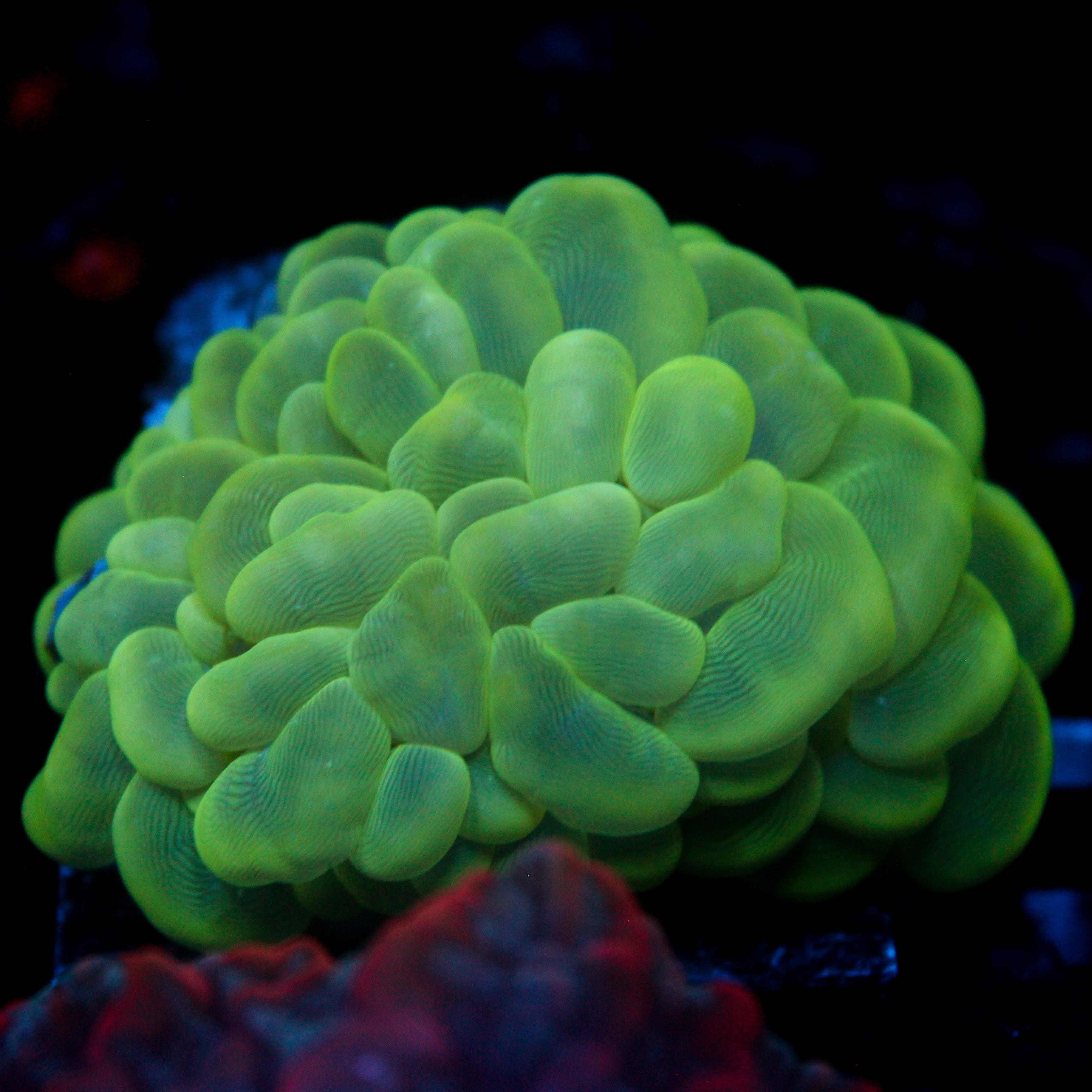 JC Green Bubble Coral 3"