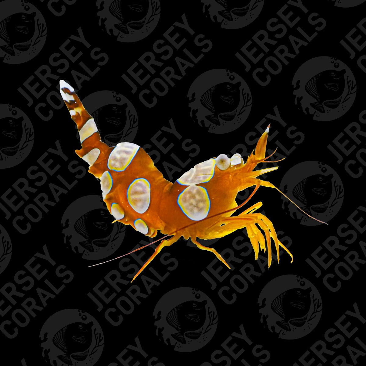 Sexy Shrimp Pair