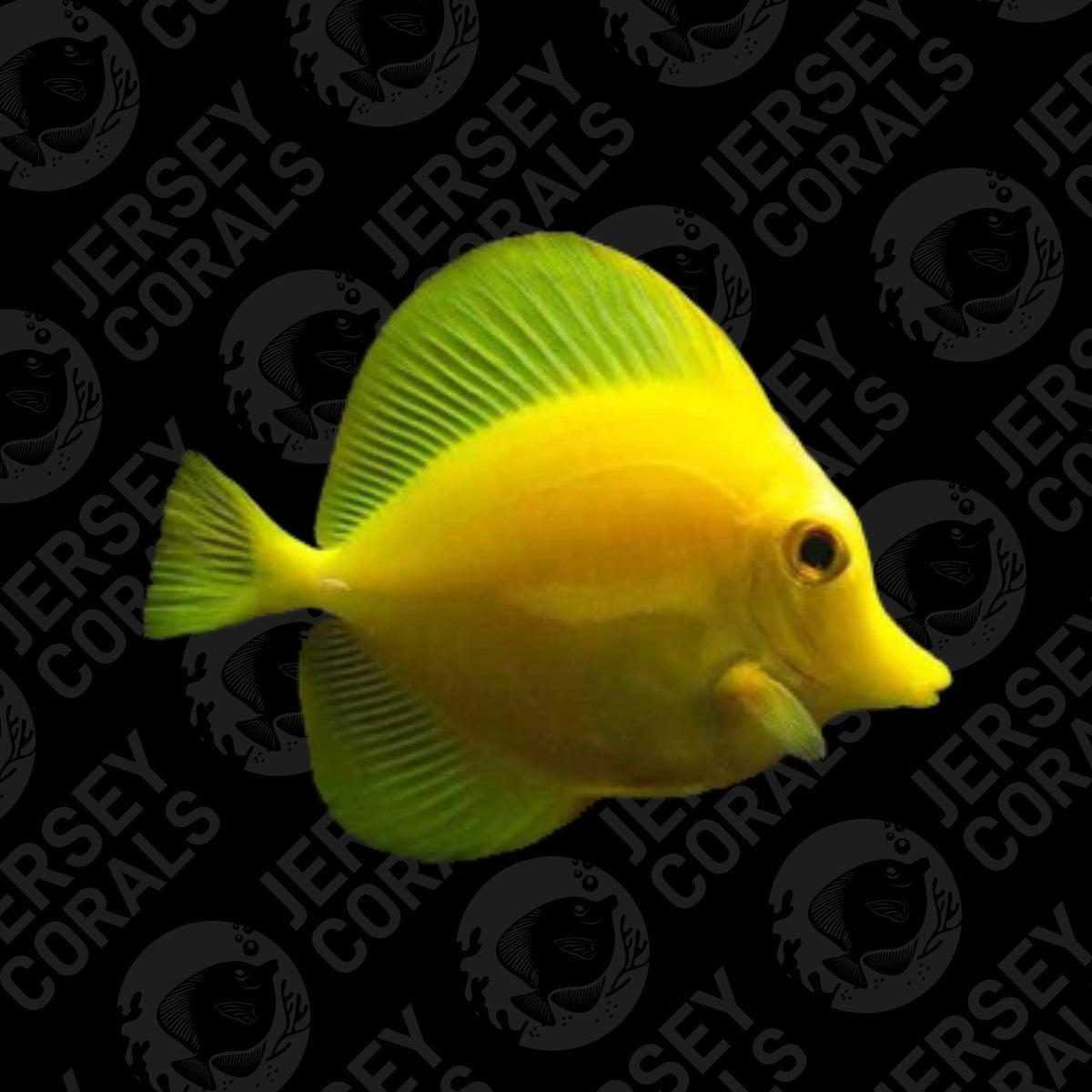 Biota Yellow Tang 2.5"-2.75"