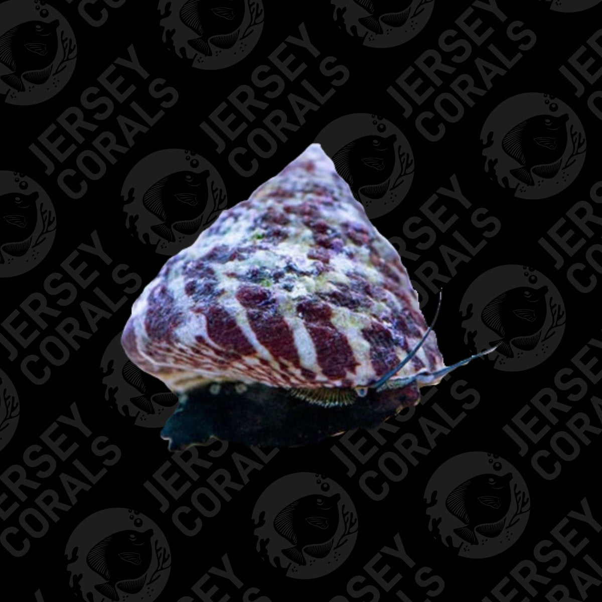 Trochus Snail Pack