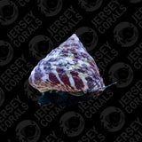 Trochus Snail Pack