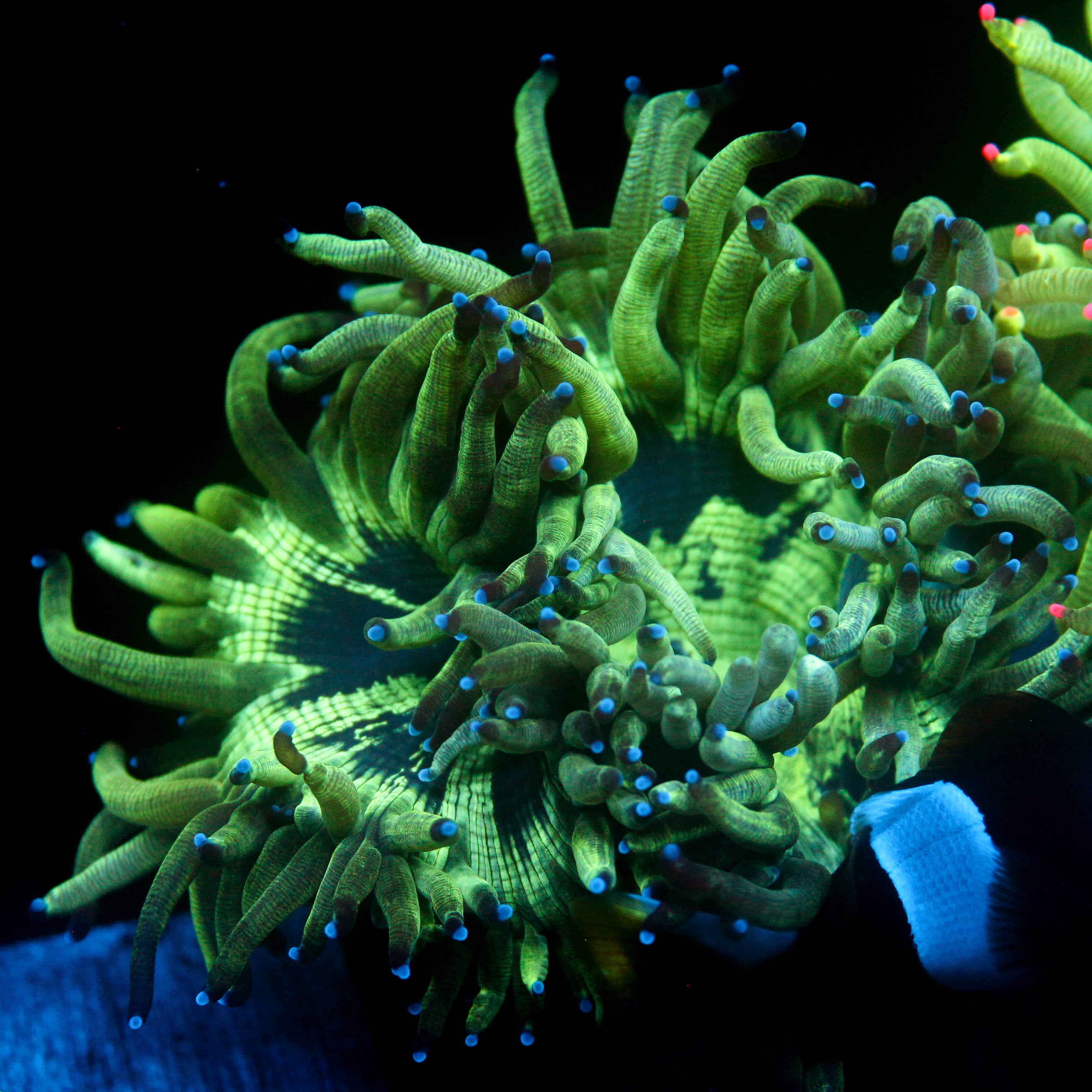 Biota Aquacultured Hidden Leaf Hurricane Elegance