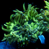 Biota Aquacultured Hidden Leaf Hurricane Elegance
