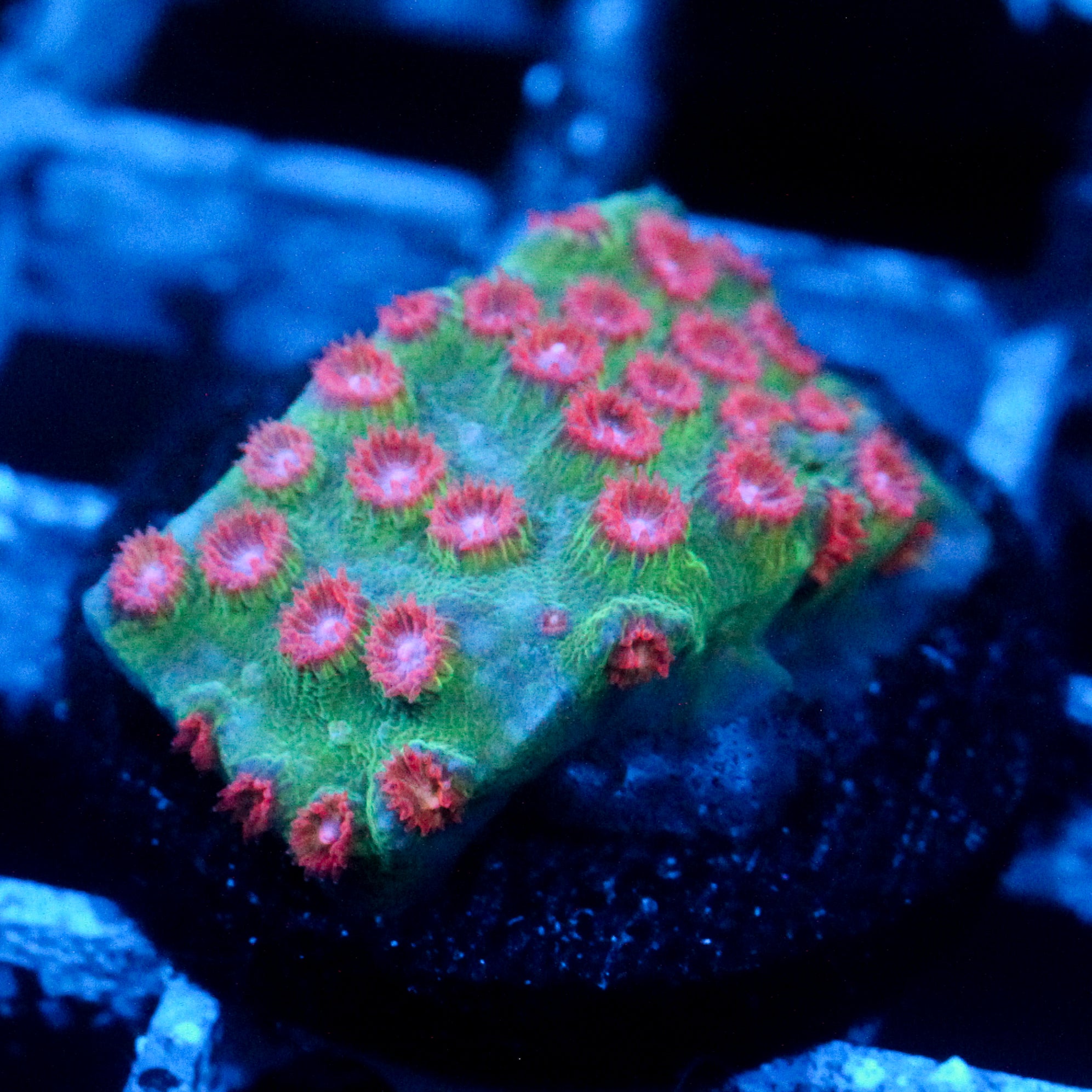 JC Evil Swarm Cyphastrea