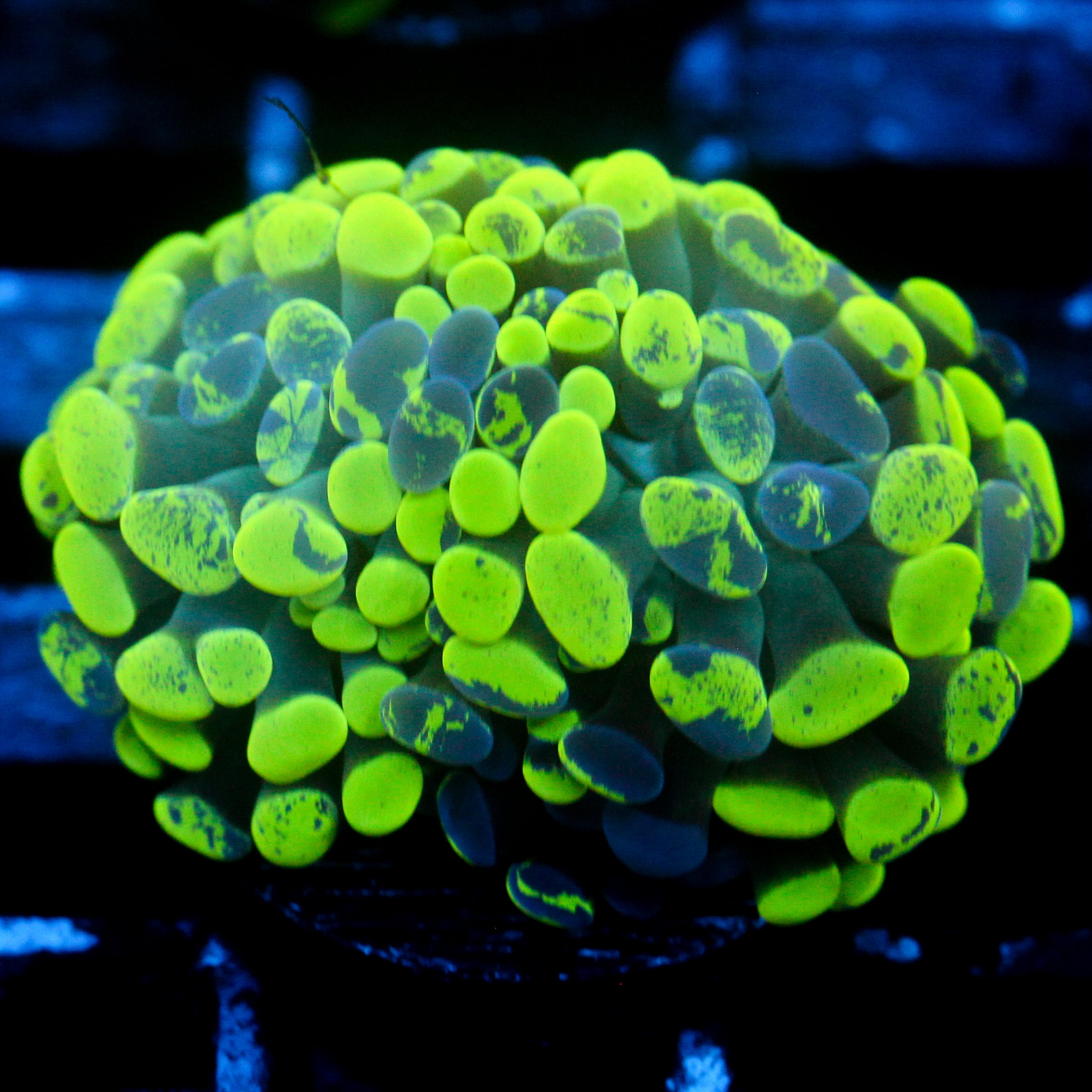JC Neon Green Splatter Hammer