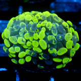 JC Neon Green Splatter Hammer