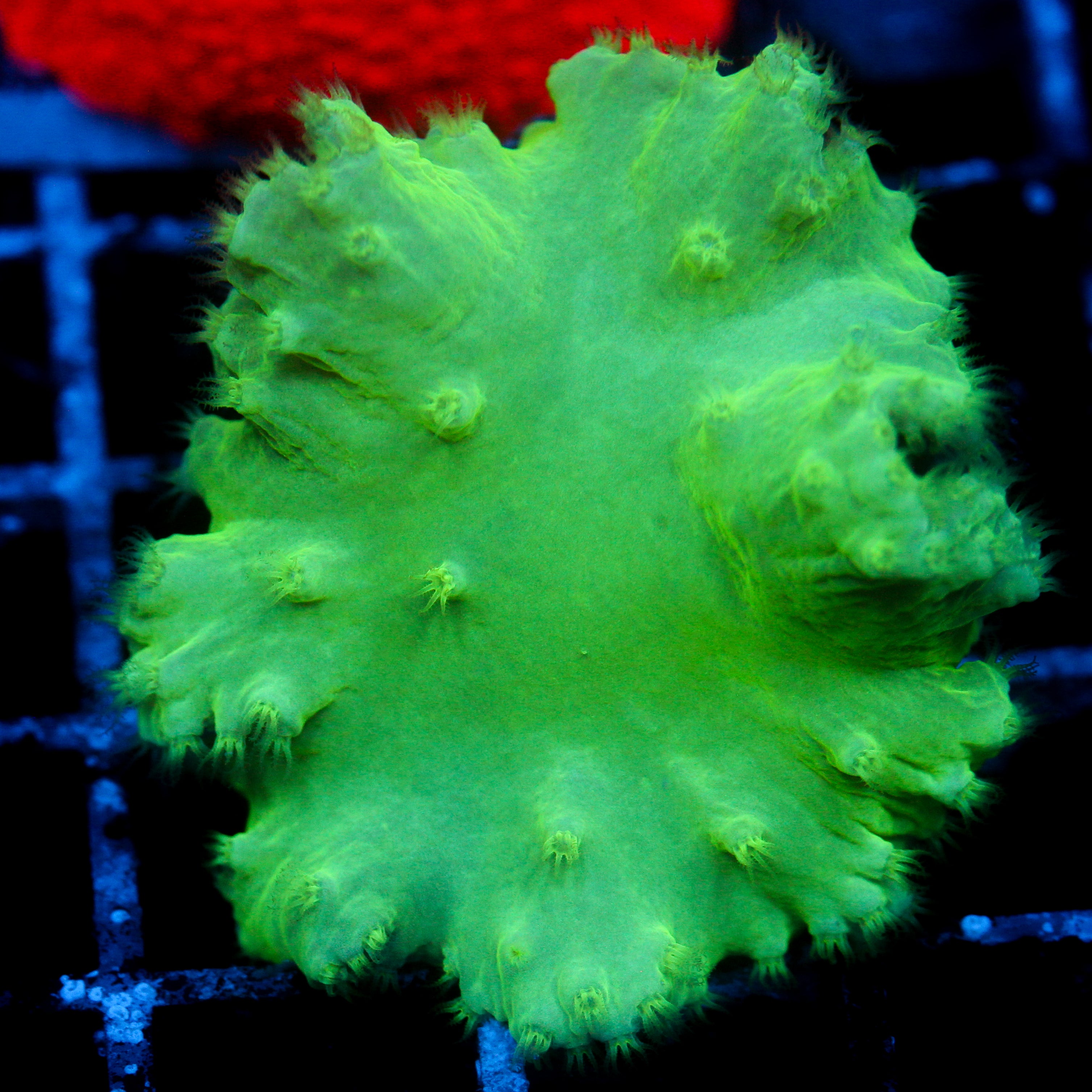 JC Neon Cabbage Coral Frag
