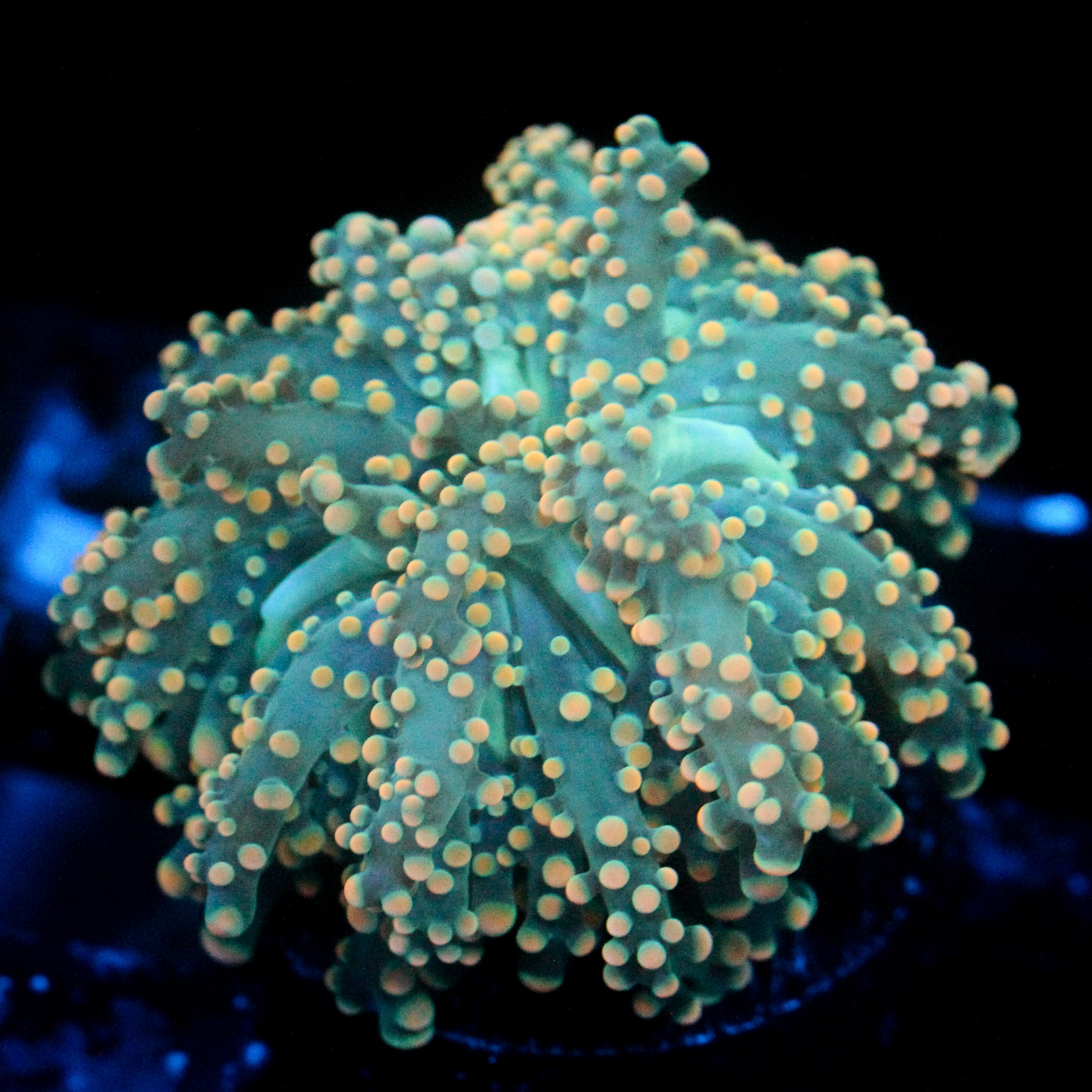 JC Dreamcicle Octo