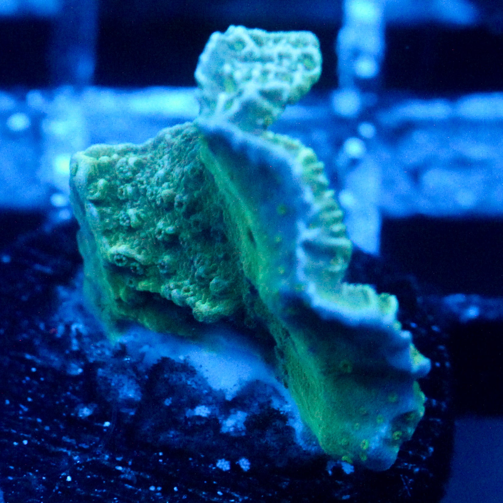 JC Mossy Wall Cap Monti
