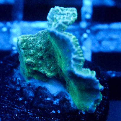 JC Mossy Wall Cap Monti