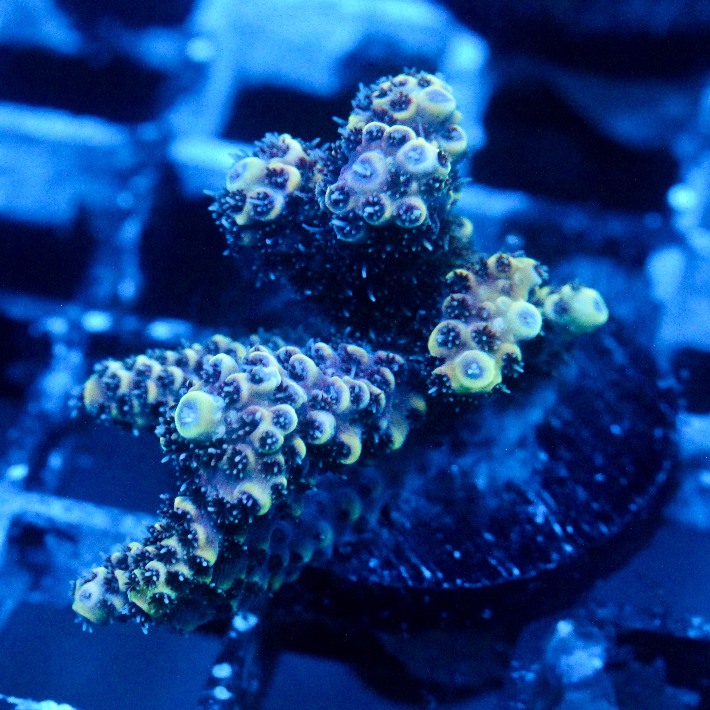 JC Tundra Acro