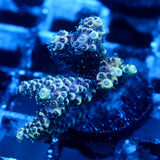 JC Tundra Acro