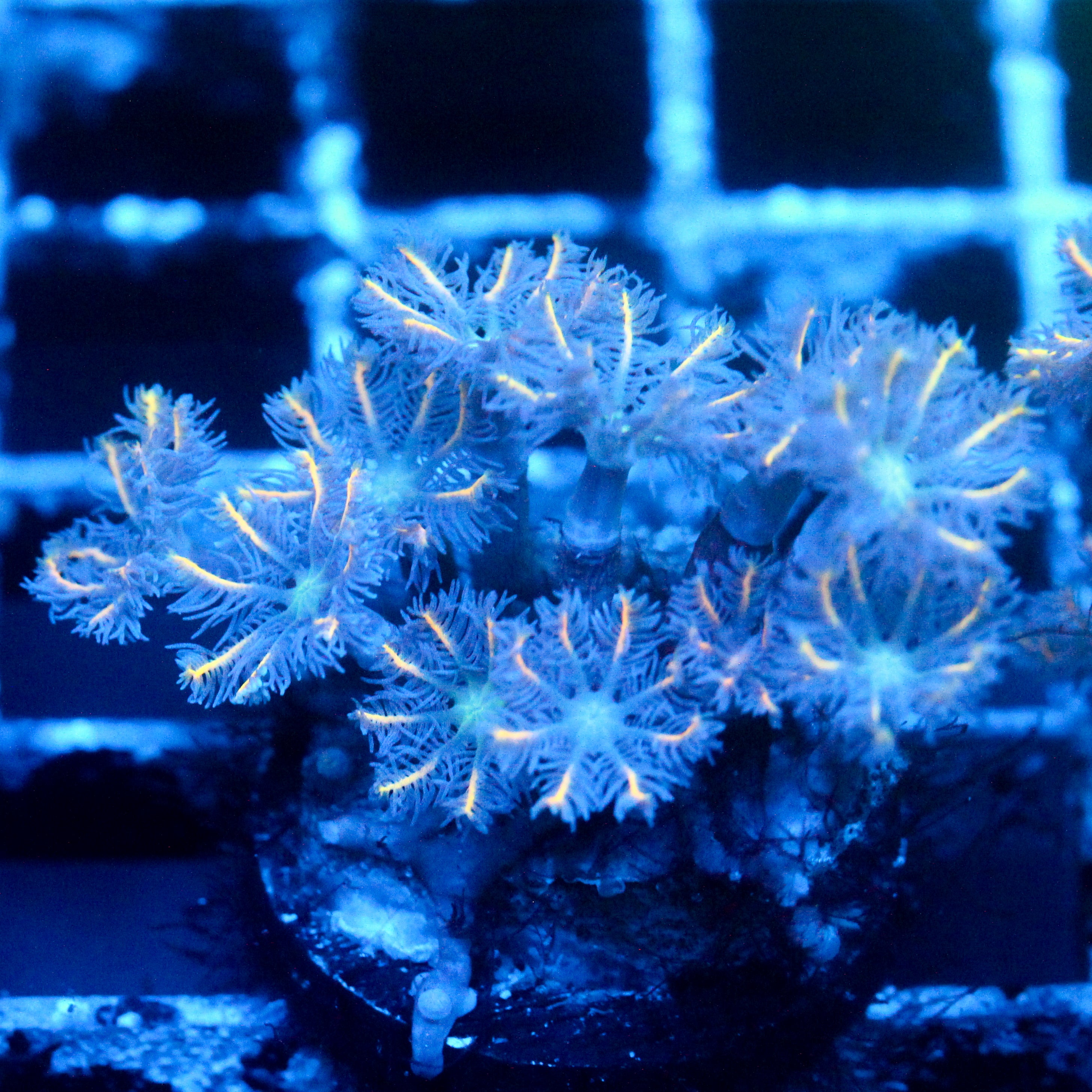 JC Orange Tip Clove Polyp