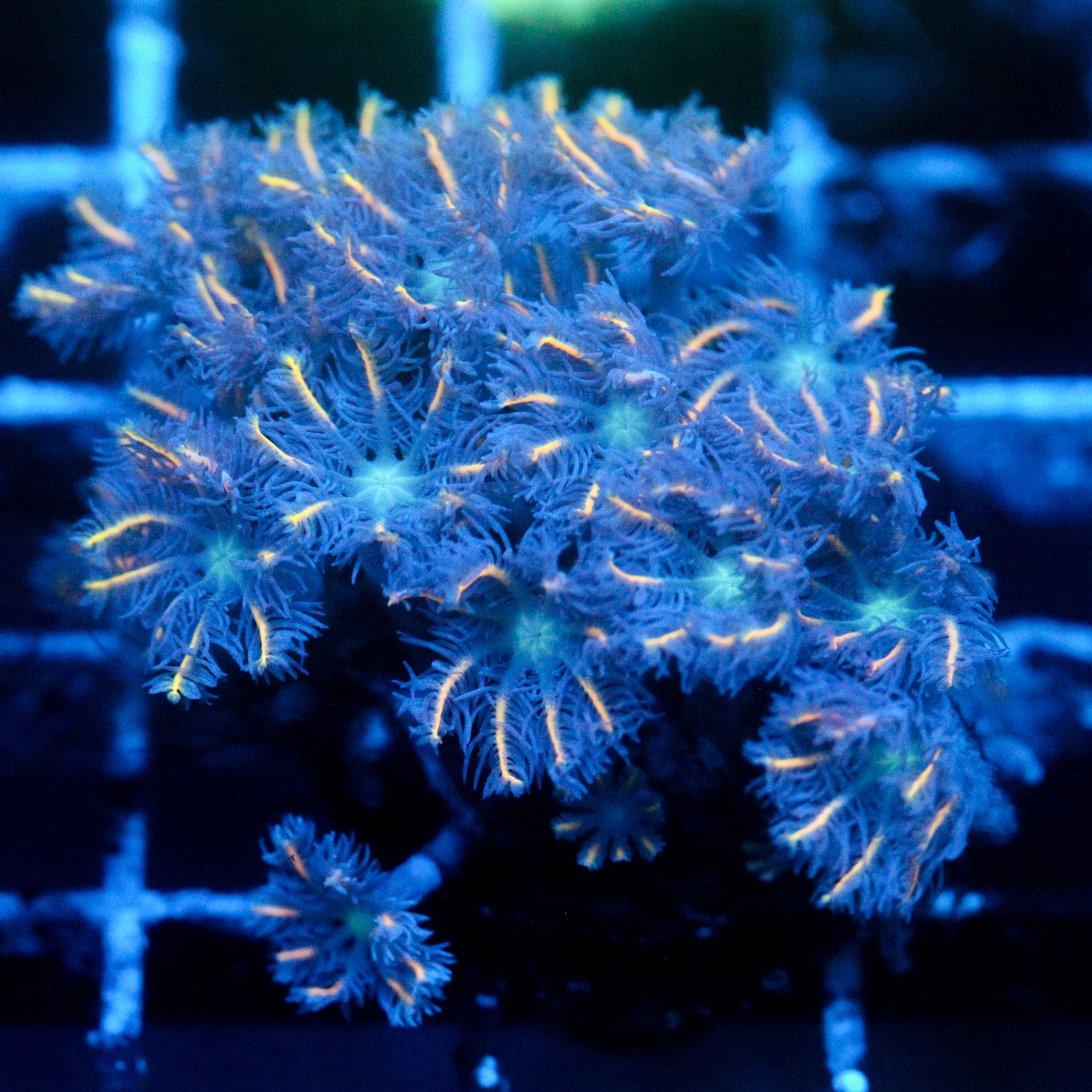 JC Orange Tip Clove Polyp