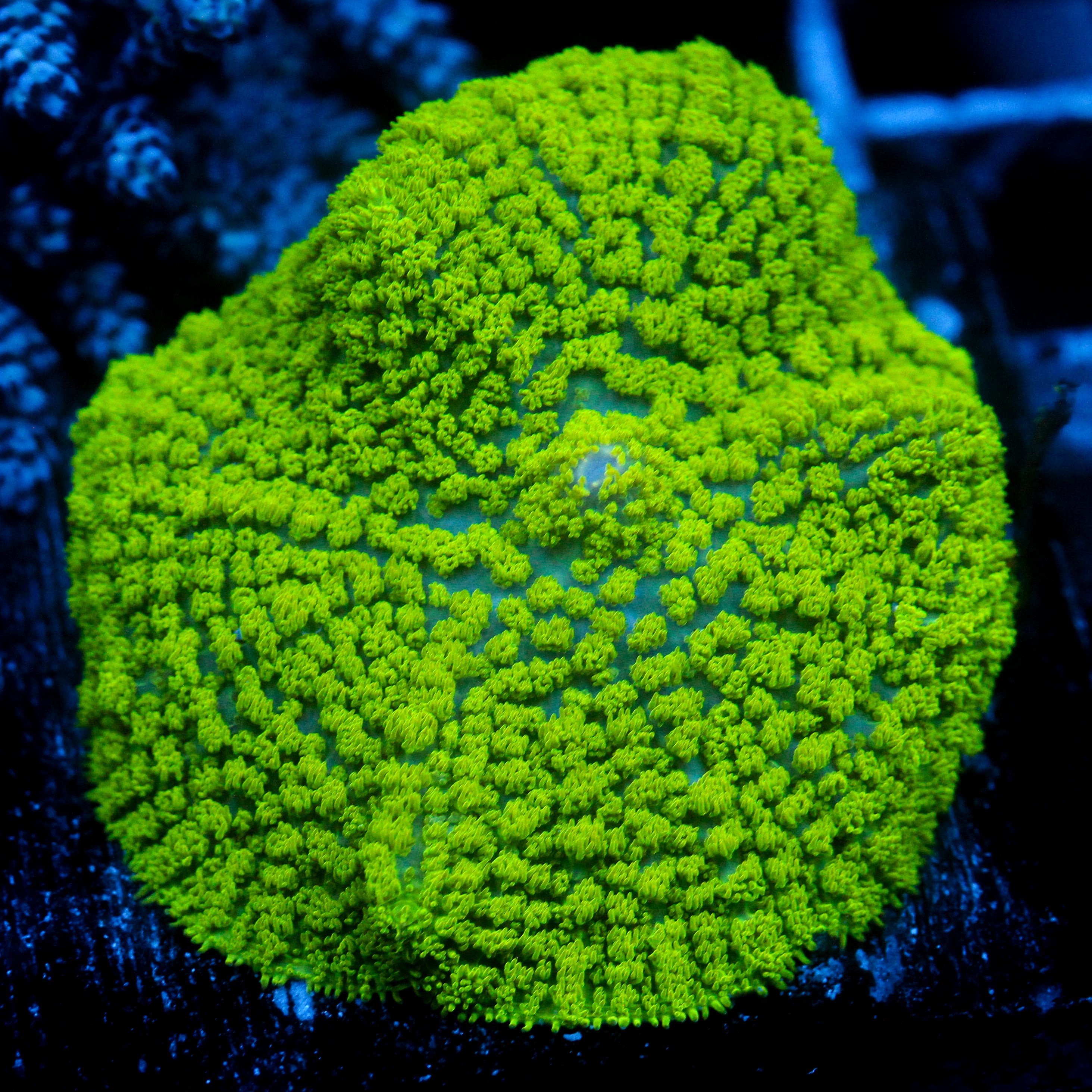 JC Neon Green Rhodactis