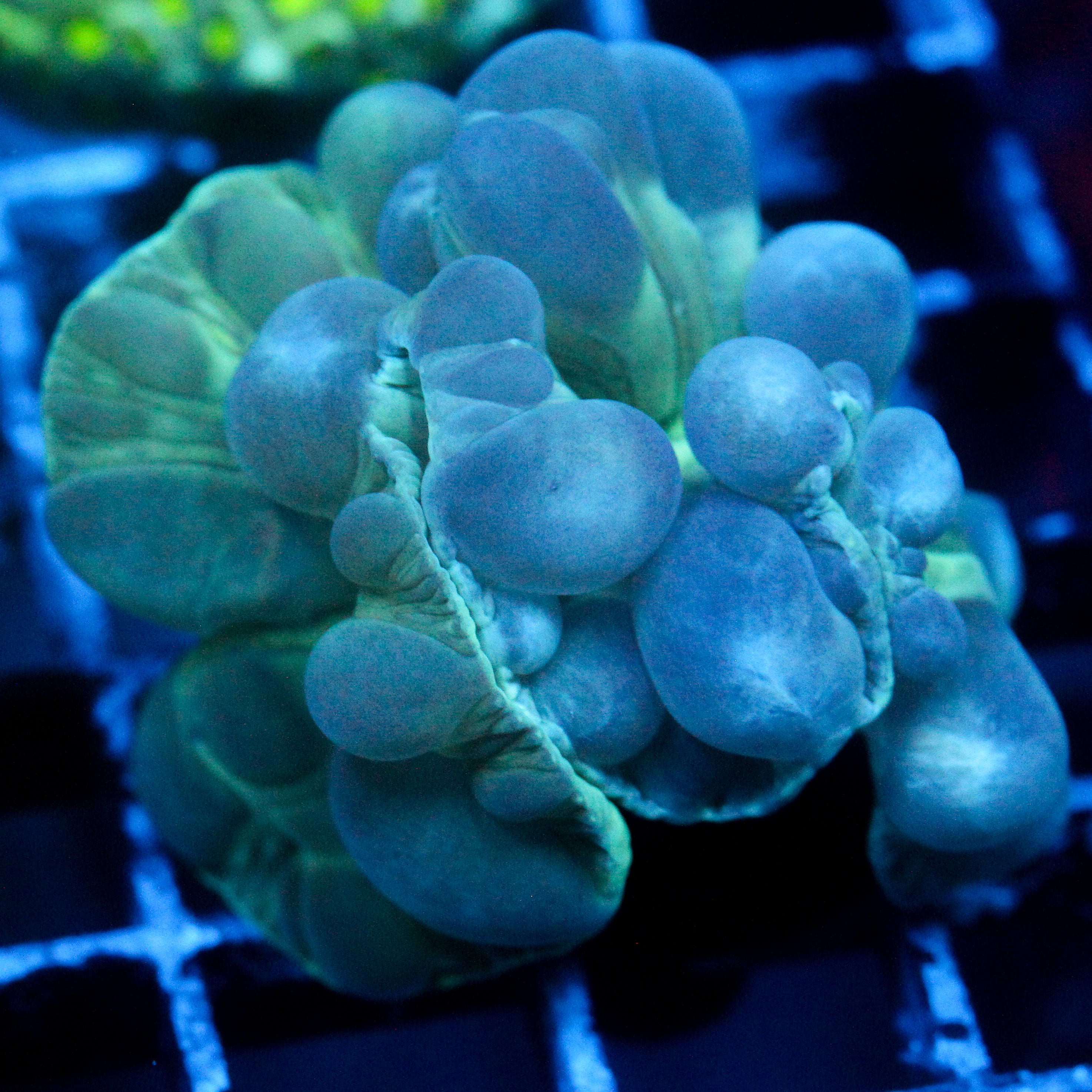 JC Aquacultured Fox Coral Frag
