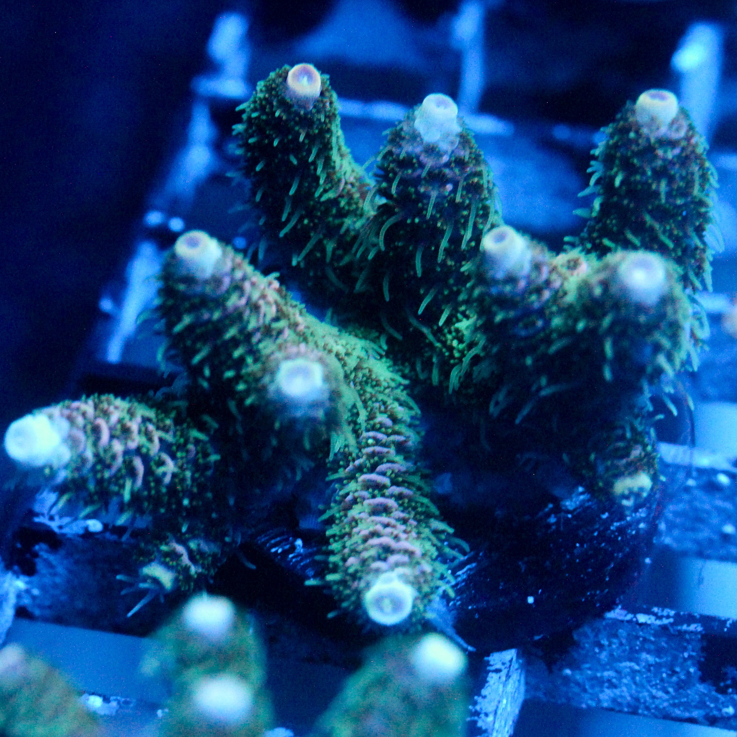 JC Enchantment Acro